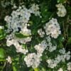 Heart Care With Hawthorn