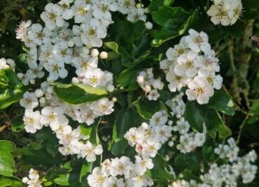 Heart Care With Hawthorn