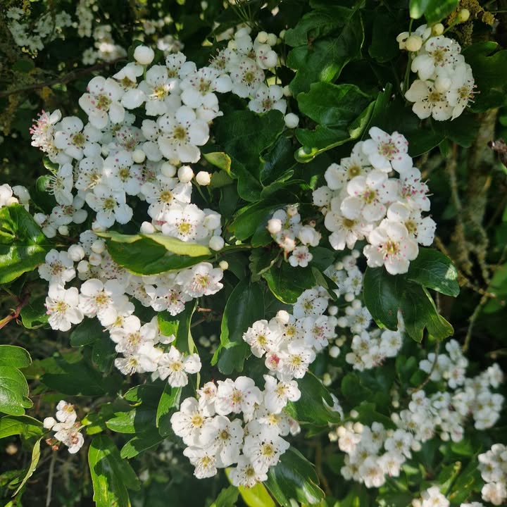 Heart Care With Hawthorn