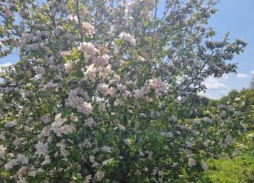 The Joy of Apple Blossom