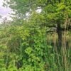 Wild Hops - try our Evening Peace Tea