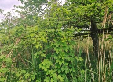 Wild Hops - try our Evening Peace Tea