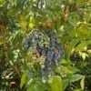 Berberine-Rich Wonder Plant