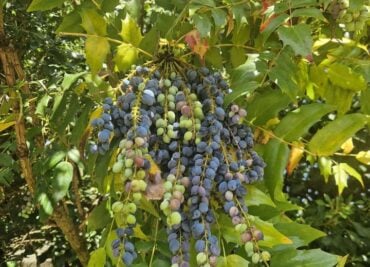 Berberine-Rich Wonder Plant