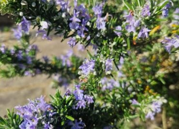 Rosemary for Your Brain