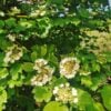 Crampbark, a Common Native Shrub