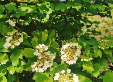 Crampbark, a Common Native Shrub