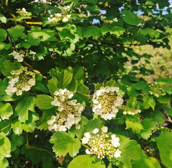 Crampbark, a Common Native Shrub
