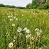 Dandelion Clocks - we use the Roots and Leaves