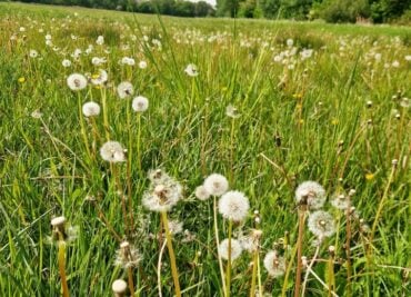 Dandelion Clocks - we use the Roots and Leaves