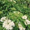 Elderflower For Calming Nerves