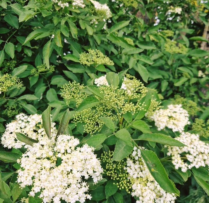 Elderflower For Calming Nerves