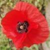 Poppy Time Again