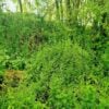A Bank of Cleavers The Lymph Cleanse Weed
