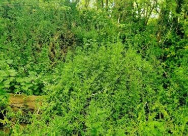 A Bank of Cleavers The Lymph Cleanse Weed