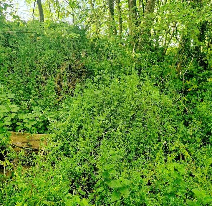 A Bank of Cleavers The Lymph Cleanse Weed