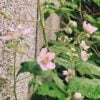 Nature Watch - Blackberries in Flower