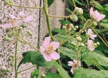 Nature Watch - Blackberries in Flower