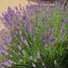 Lavender flowers are an underrated nervous system support