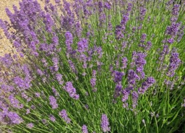 Lavender flowers are an underrated nervous system support