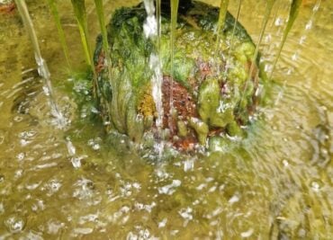 What Colour Should My Urine Be?