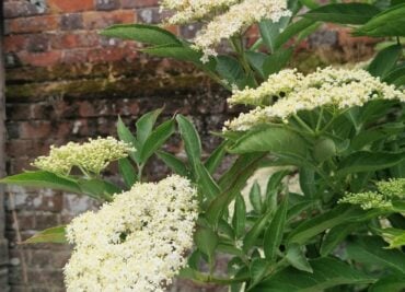 Make Your Own Elderflower Drinks