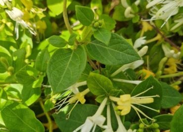 Honeysuckle Flowers for Immunity