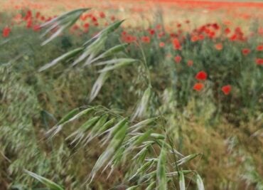 Wild Oats Soothe the Nervous System