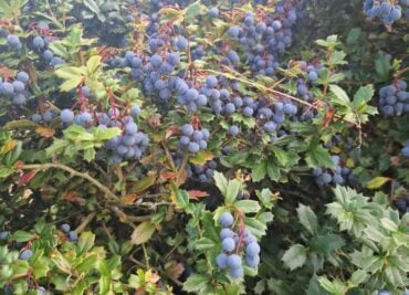 Berberine in Barberry Fruits