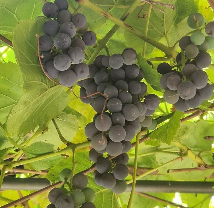 Purple Fruit is The Best