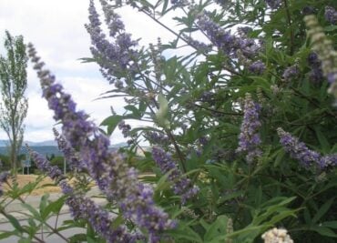 Ancient Herb for Women of All Ages