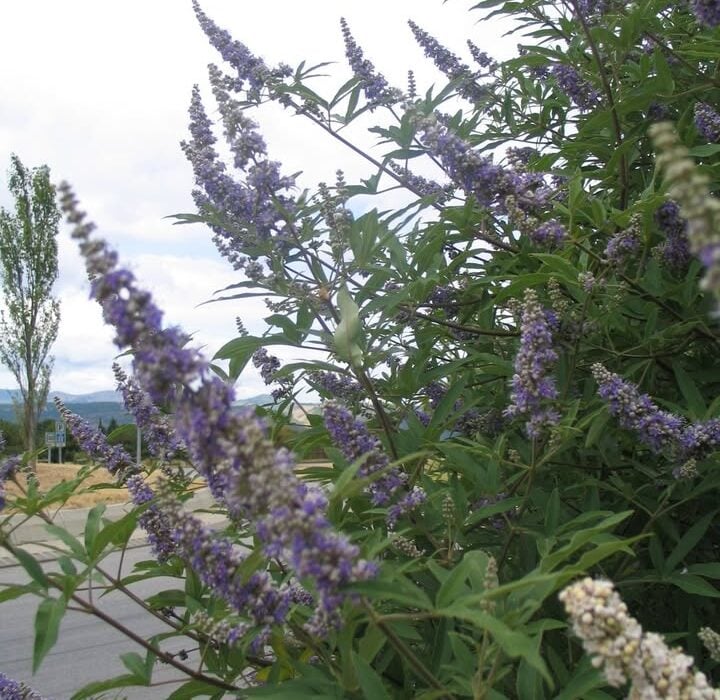 Ancient Herb for Women of All Ages