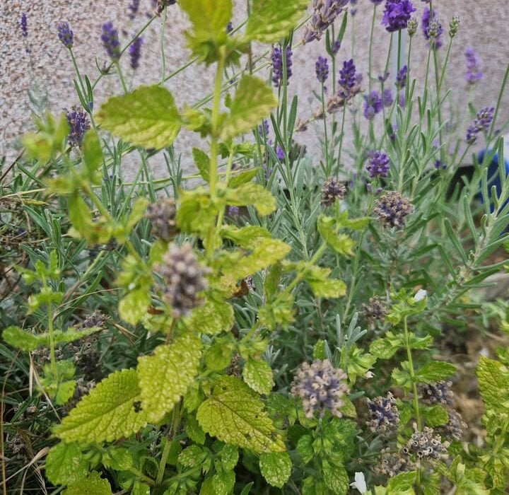 Summer Lavender and Lemon Balm