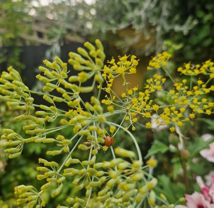 Fennel is Indispensable