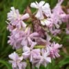 Wild Soap - Soapwort