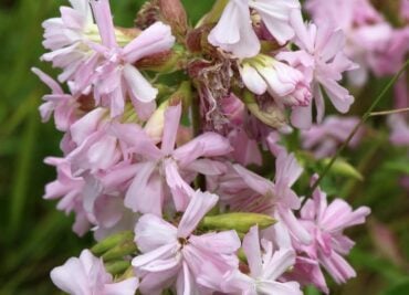 Wild Soap - Soapwort