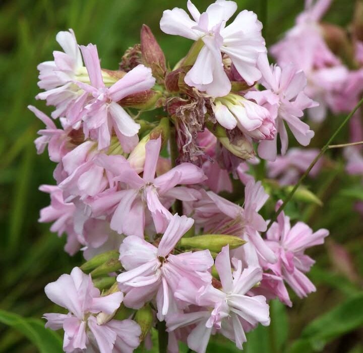 Wild Soap - Soapwort