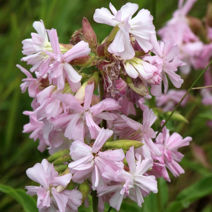 Wild Soap - Soapwort