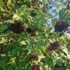 Elderberry Harvest Time