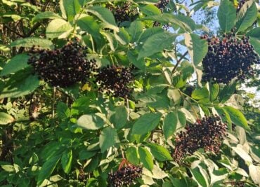Elderberry Harvest Time