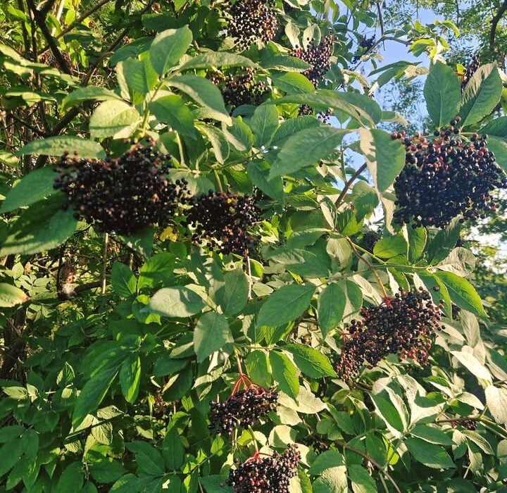 Elderberry Harvest Time